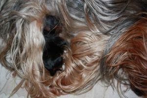 Hier zeigen wir Bonny und ihr Welpe