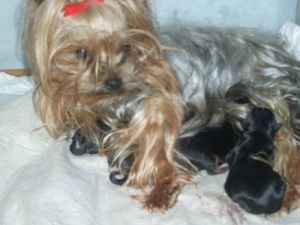 Hier zeigen wir Lissy mit ihren Welpen