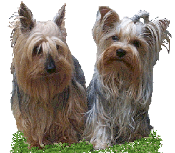 Snoopi sen. & Gina Hier zeigen wir unseren Snoopi sen. und Gina