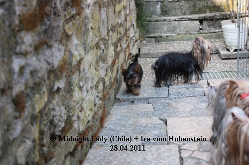Ira Prinzess vom Hohenstein
