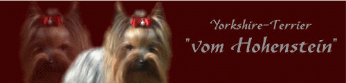 Banner der Yorkies vom Hohenstein