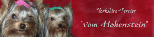 Banner der Yorkies vom Hohenstein