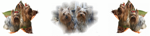 Banner der Yorkies vom Hohenstein