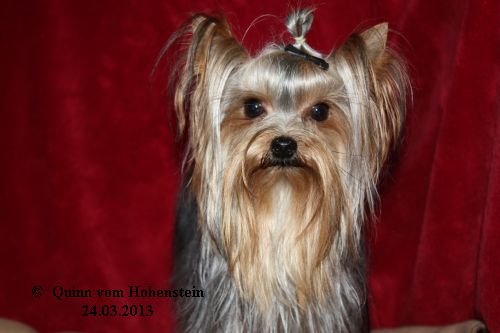 Quinn vom Hohenstein