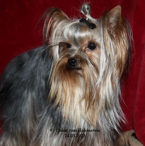 Quinn vom Hohenstein