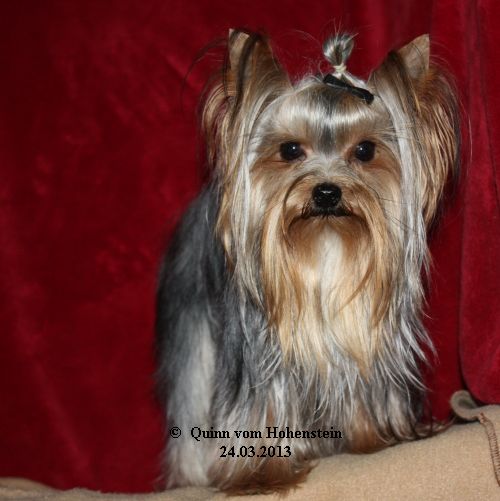 Quinn vom Hohenstein