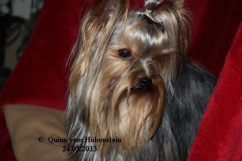 Quinn vom Hohenstein