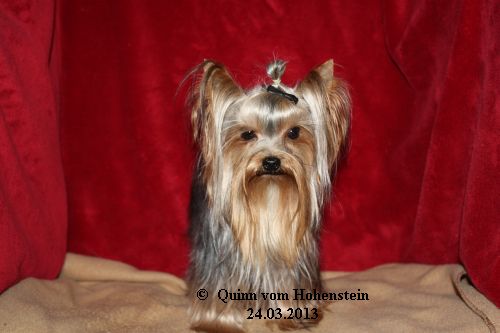 Quinn vom Hohenstein