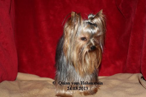 Quinn vom Hohenstein