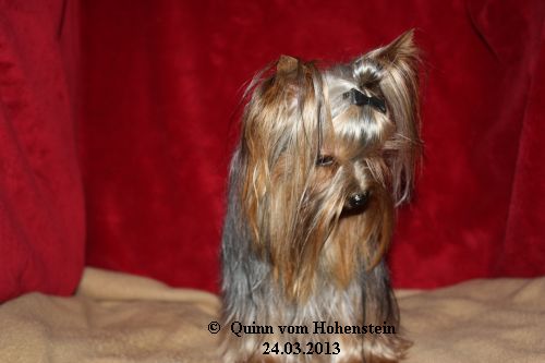 Quinn vom Hohenstein