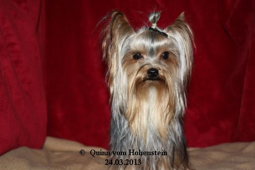 Quinn vom Hohenstein