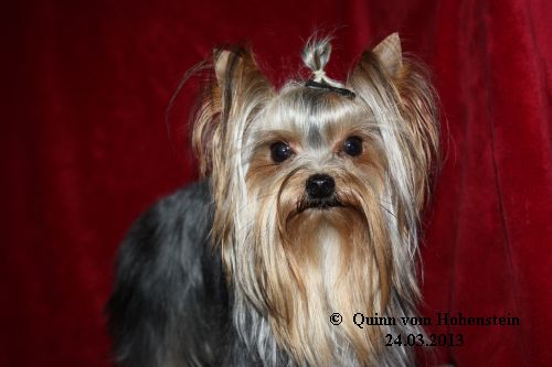 Quinn vom Hohenstein