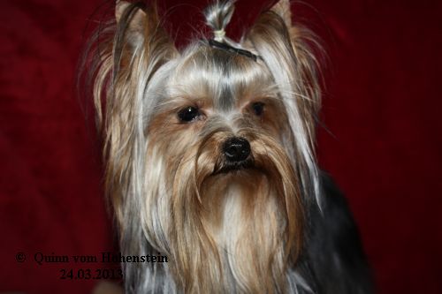 Quinn vom Hohenstein