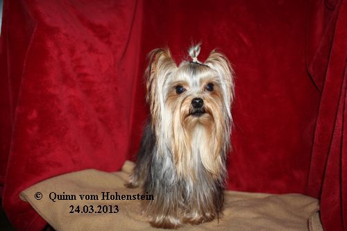 Quinn vom Hohenstein