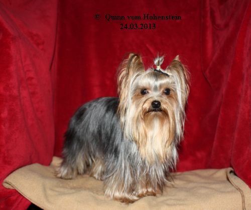 Quinn vom Hohenstein