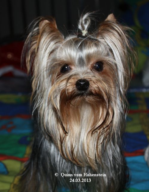 Quinn vom Hohenstein