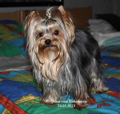 Quinn vom Hohenstein