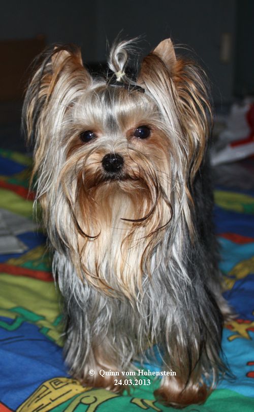 Quinn vom Hohenstein