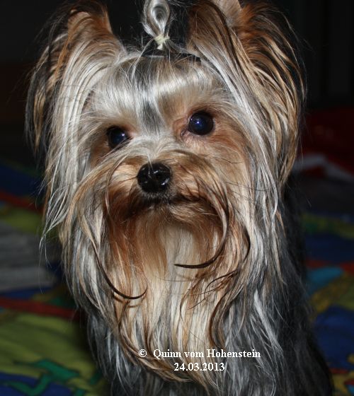 Quinn vom Hohenstein