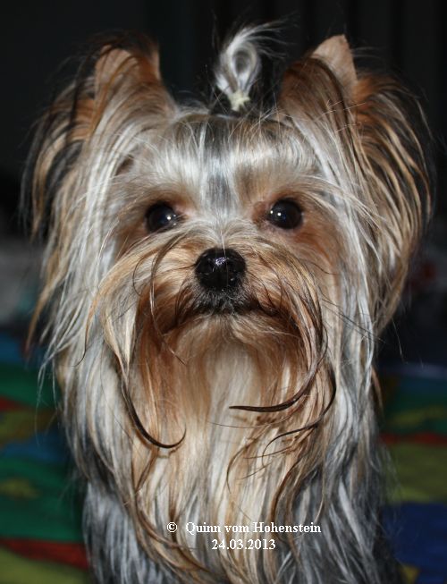 Quinn vom Hohenstein