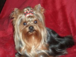 Hier sieht man unsere Nicky