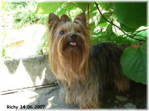 Hier sieht man unseren Richy