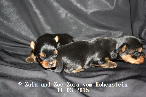 Hier zeigen wir die Z-chen 21 Tage alt