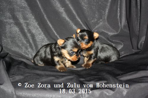 Hier zeigen wir die Z-chen 28 Tage alt