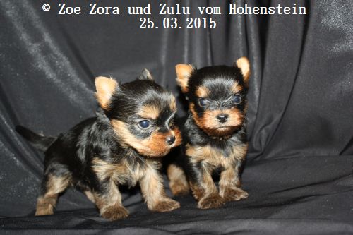 Hier zeigen wir die Z-chen 35 Tage alt