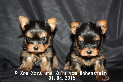 Hier zeigen wir die Z-chen 42 Tage alt