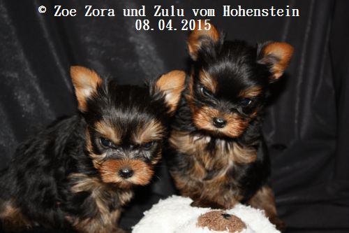 Hier zeigen wir die Z-chen 49 Tage alt