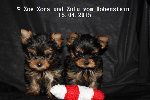 Hier zeigen wir die Z-chen 56 Tage alt