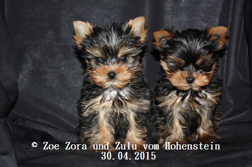 Hier zeigen wir die Z-chen 70 Tage alt