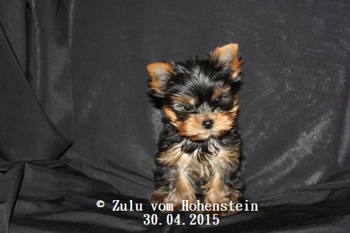 Yorkshire Terrier Welpe Zulu vom Hohenstein 70 Tage alt