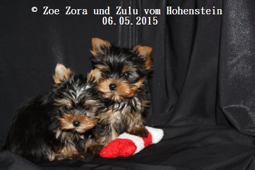 Hier zeigen wir unsere Z-chen vom Hohenstein 77 Tage alt