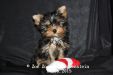 Yorkshire Terrier Welpe Zoe Zora vom Hohenstein 77 Tage alt