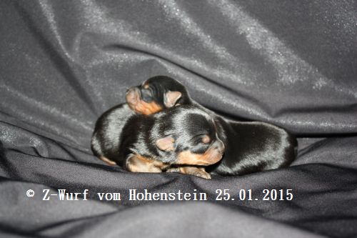 Hier zeigen wir die Z-chen 7 Tage alt